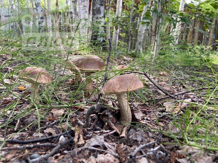 Дача 25 м² на участке 7,2 сот.