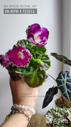 Фиалки детки новинки коллекции