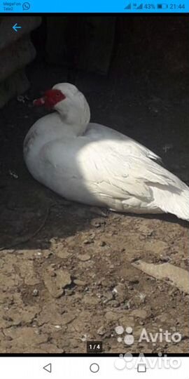 Домашняя птица индоутки