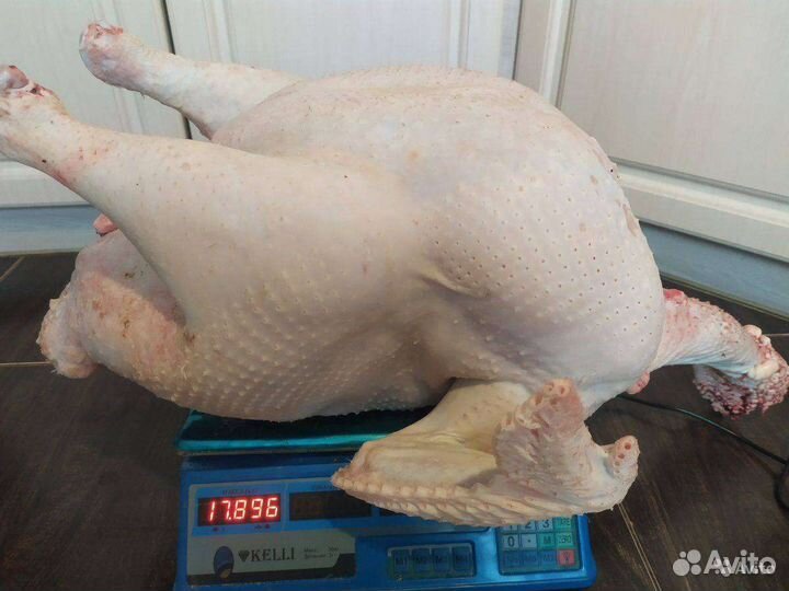 Мясо домашней индейки