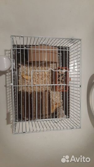 Хомяки с клеткой