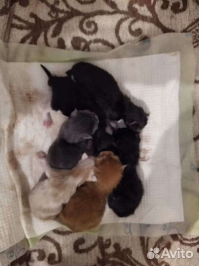 Мейн-кун котята Породистые