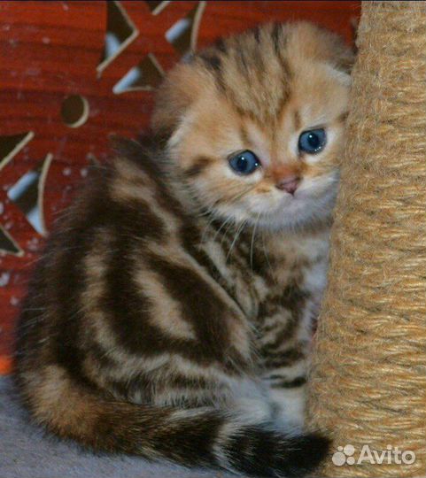 Золотые шотландские котята
