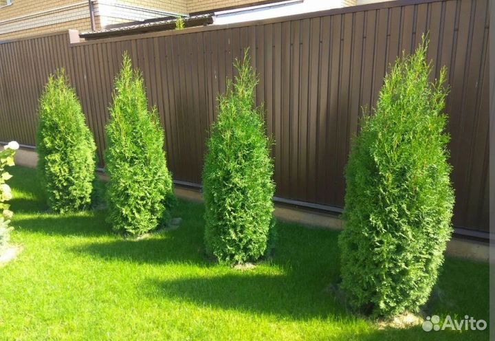 Туя колумна