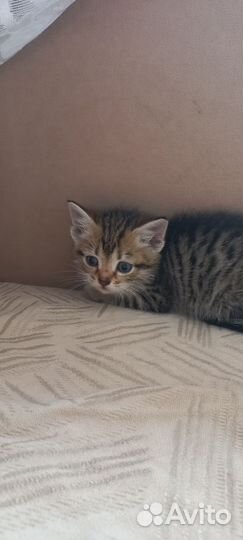 Котята отдам бесплатно