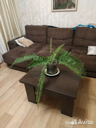 Папоротник комнатный