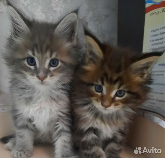 Котята мейн-кун