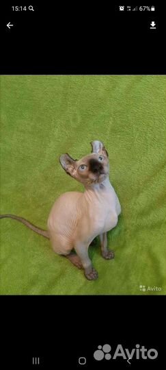 Канадский сфинкс эльф девочка