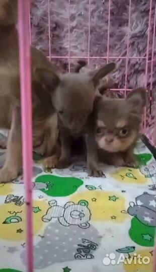 Девочка, 2.5 месяца