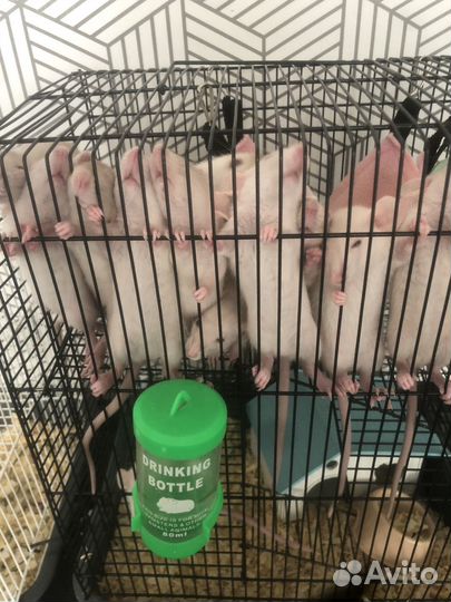 Крыса дамбо