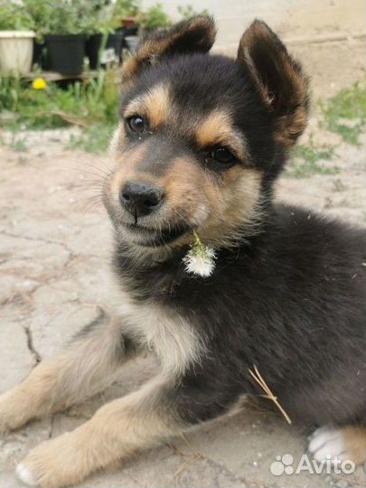 Щенки дворяне