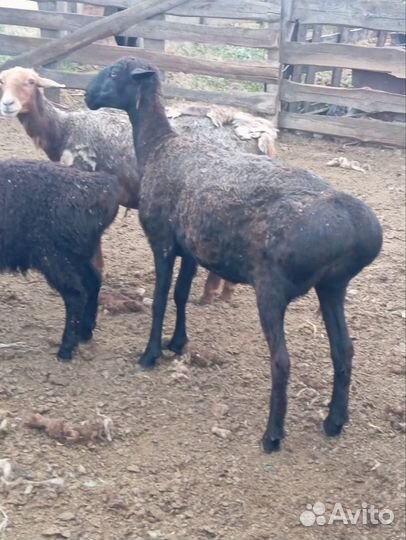 Овцы бараны