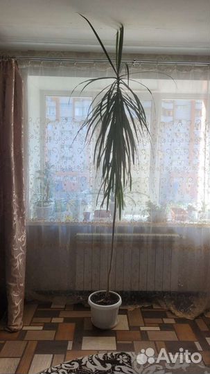 Драцена