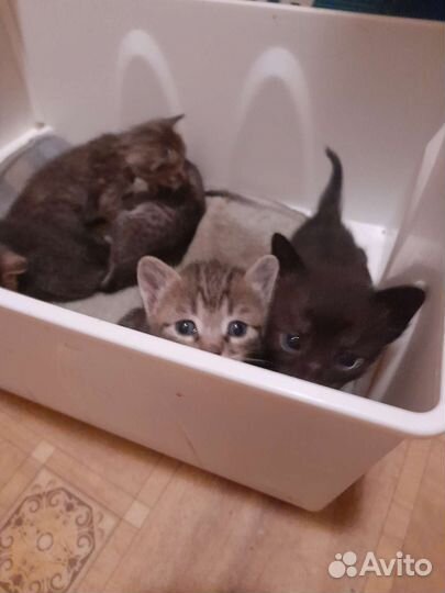 Котята