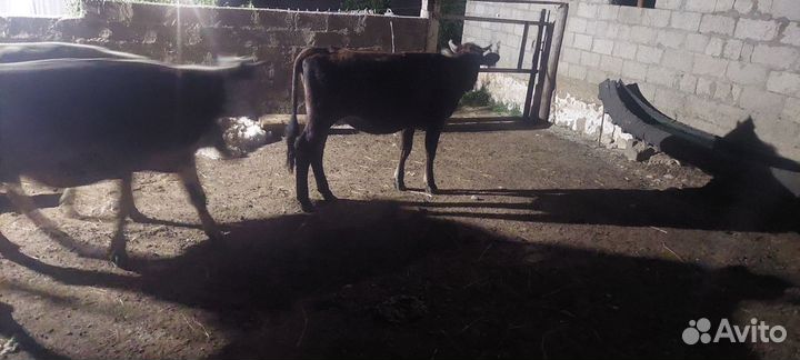 Тёлки бычок