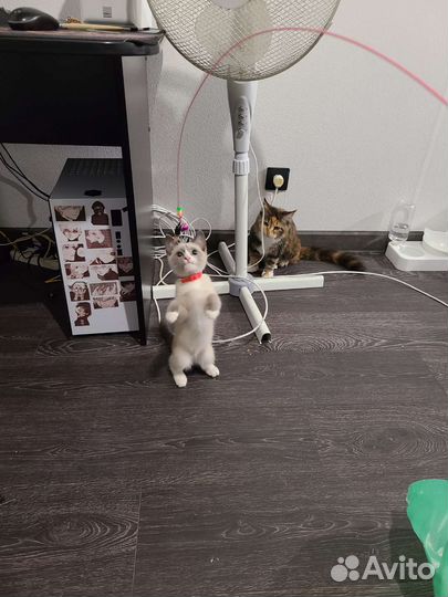 Нашлась кошка