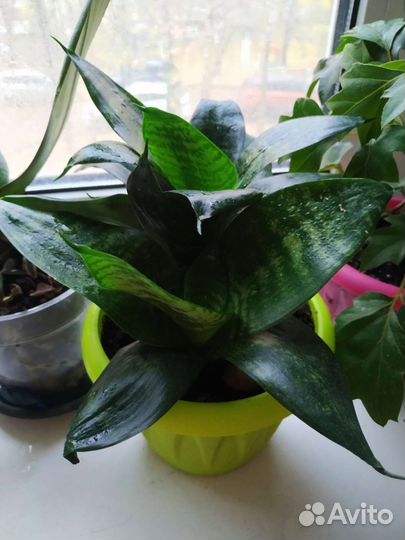 Сансевиерия с горшком