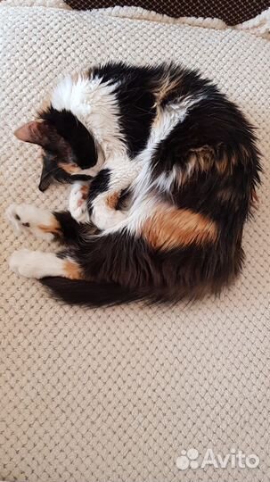 Кошечка с умным взглядом