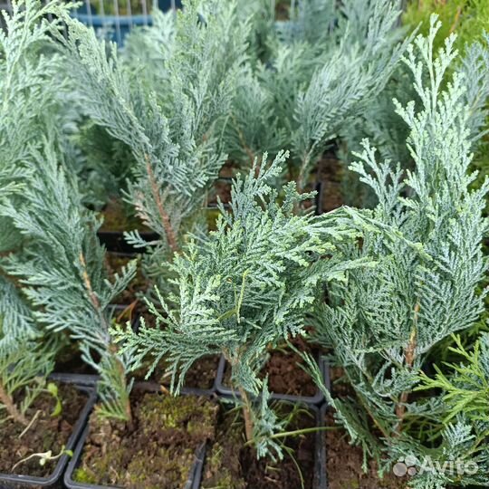 Кипарисовик лавсона