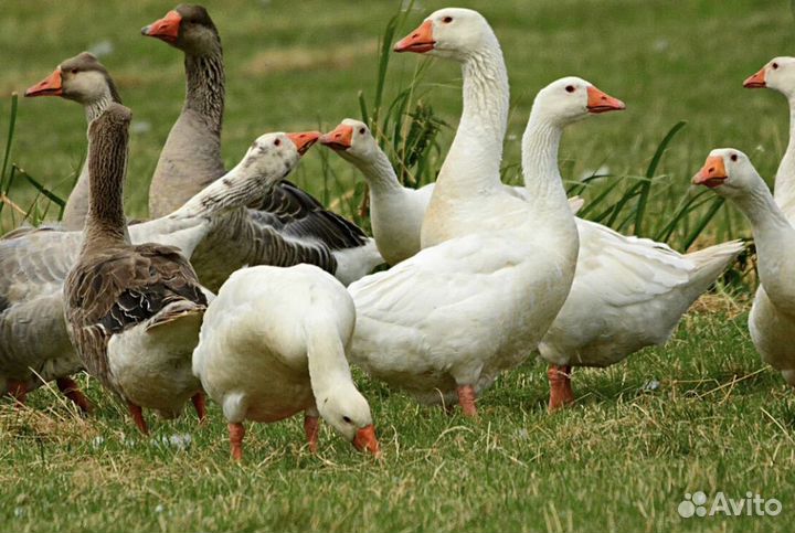 Гуси Линда и Серые