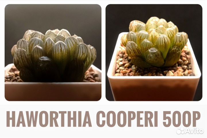 Суккуленты l