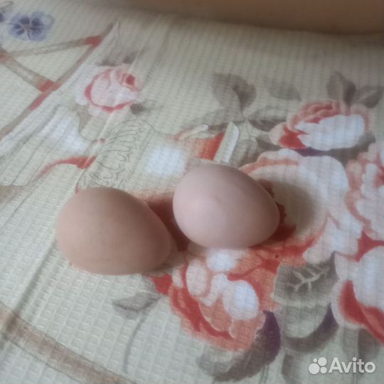 Яйцо цесариное домашнее