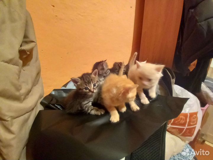 Кошка в дар бесплатно