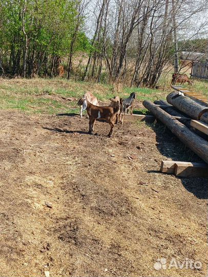 Коза альпо-чешская