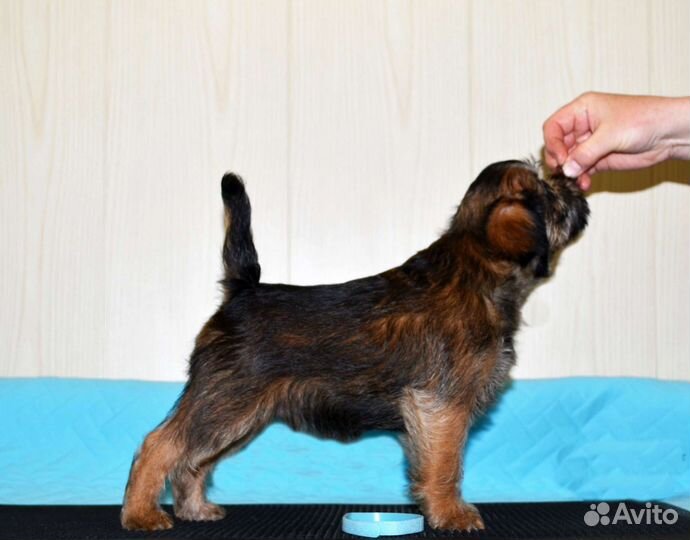 Северный парень