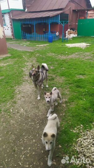 Лаечки, (а)домашних не трогают, можно обмен