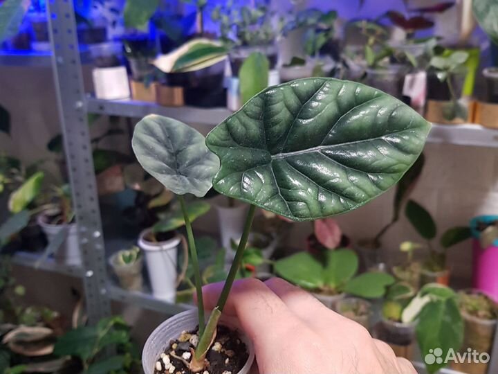 Алоказия Стнуата