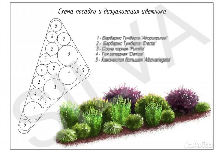 Проектирование древесно-кустарниковых групп