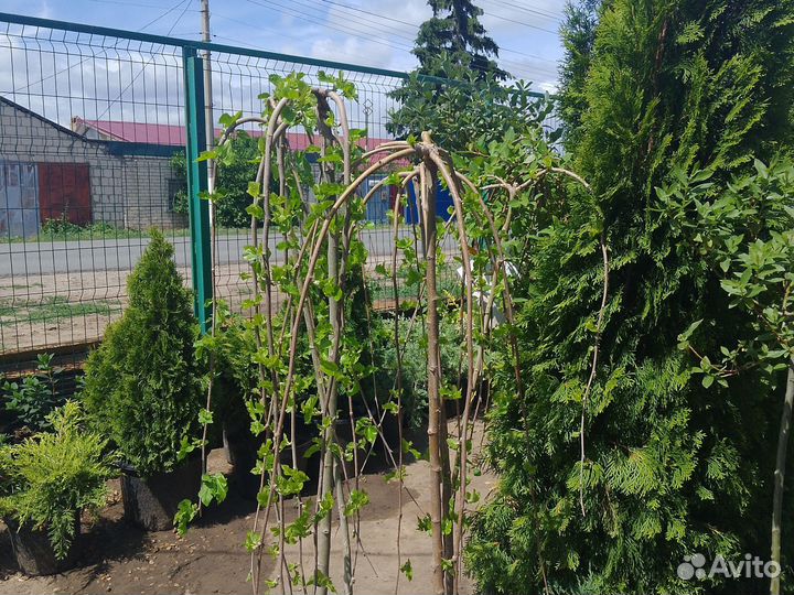 Шелковица на штамбе