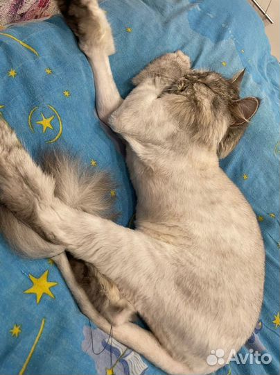 Отдам кота в добрые руки