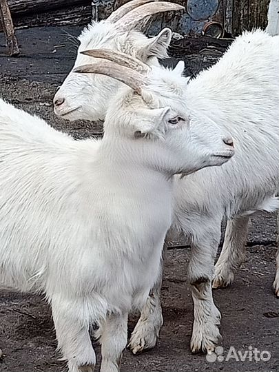 Продается коза