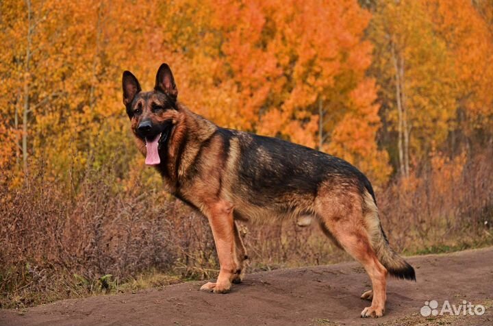 Немец для вязки