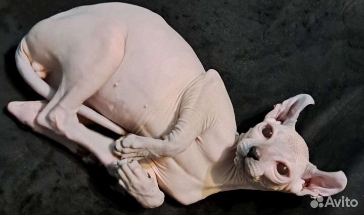 Канадский сфинкс