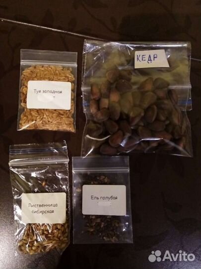 Семена туи, кедра, лиственницы, голубой ели, акаци