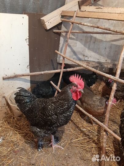 Молодые петухи