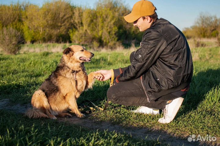 Умная собака ждёт в приюте
