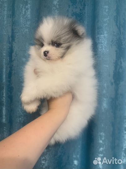 Щенки шпица