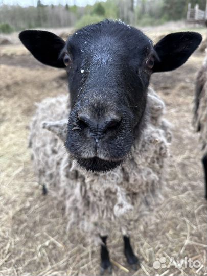 Романовские овцы племенные