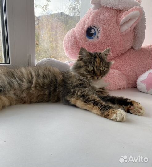 Кошка
