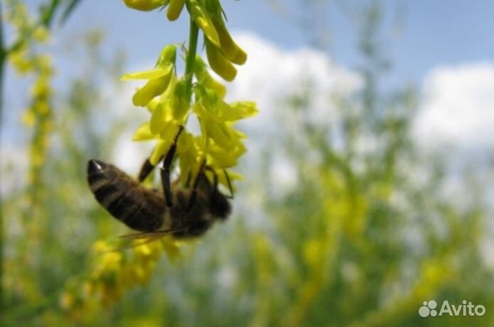 Мёд из Алтая опт