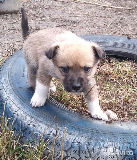 Щенки западно сибирской лайки