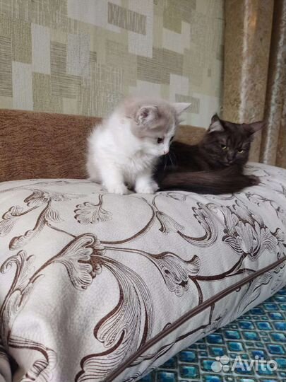 Котята манчкин