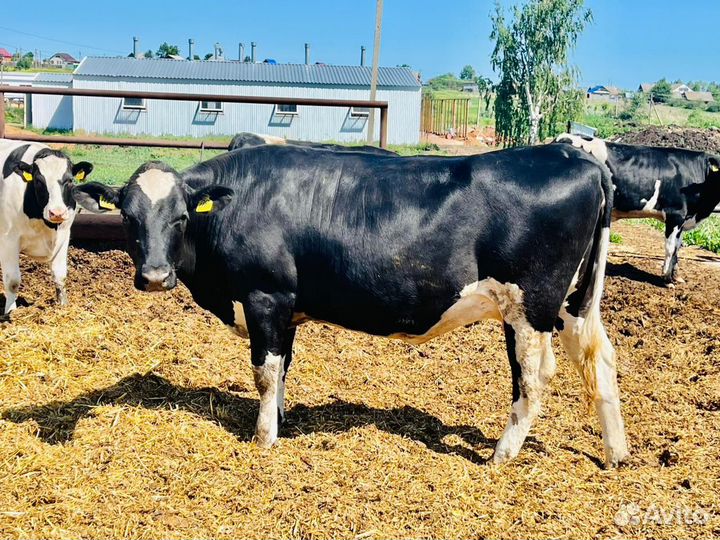 Нетели Голштины