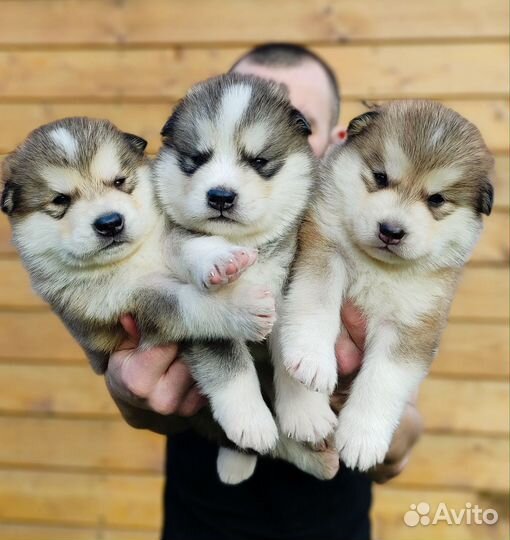 Аляскинский маламут щенки