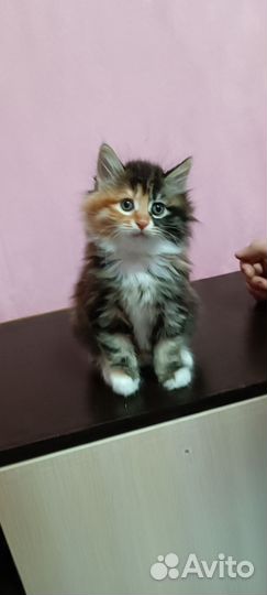 Курильский бобтейл