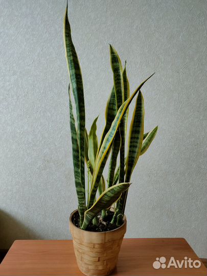 Цветы разные шикарные в хороших кашпо